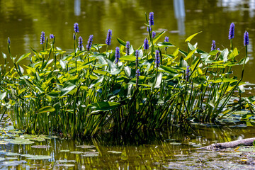 Arrowheads in Bloom