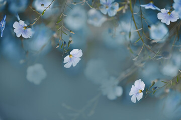 Delicate blue flax flowers on a natural background. very soft gentle selective focus. Floral background with delicate flowers.