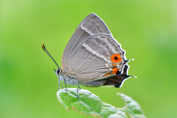 高原のチョウ　ハヤシミドリシジミ