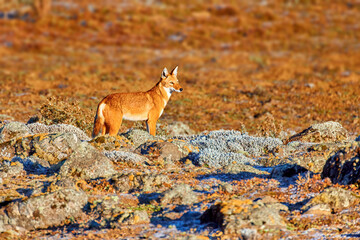 Orange and white colored, highly endangered beast, Ethiopian wolf, Canis simensis, on the hunt. Hoarfrost, Sanetti plateau environment, Bale Mountains National Park, Ethiopia, roof of Africa.