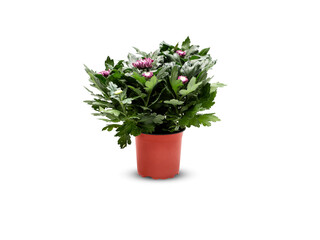 flower in a pot isolated on white background with clipping path