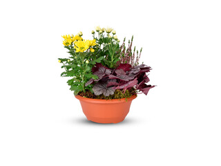 flower in a pot isolated on white background with clipping path