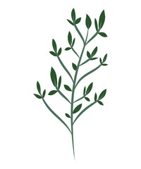forest plant illustration