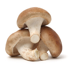 Shiitake mushroom on the White background 