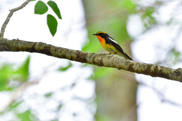 新緑とキビタキ