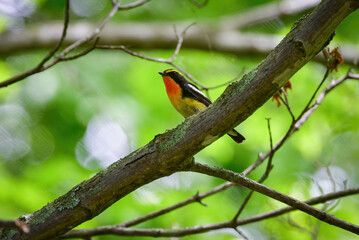 新緑とキビタキ
