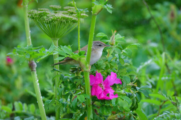 ハマナスとシマセンニュウ