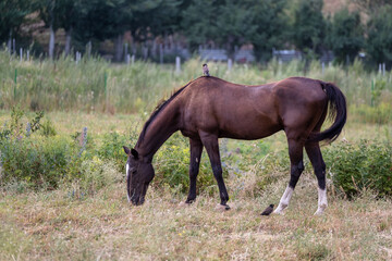 Obraz premium Horse and starlings