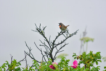 草原の鳥　ノゴマ