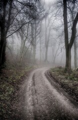 woodland road in the fog