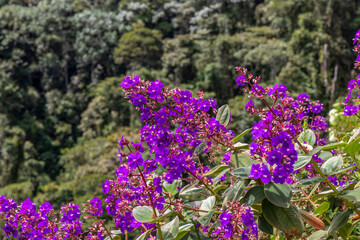 close-up of purple flowers with forest in the background
