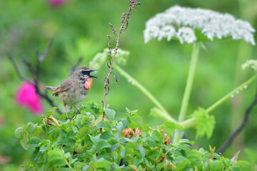 シシウドとノゴマ