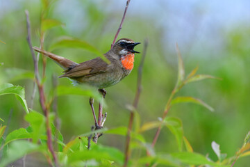 さえずるノゴマ