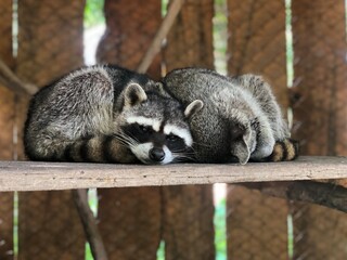 Racoons
