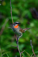 草原の鳥ノゴマ