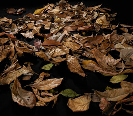 pile of autumn leaves texture