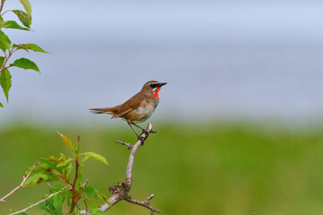 さえずるノゴマ