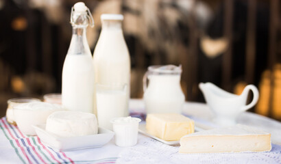 milk, cottage cheese, cream, cheese on table against background of cows