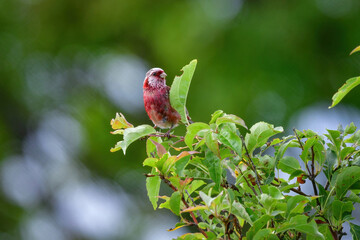 赤い鳥　ベニマシコ