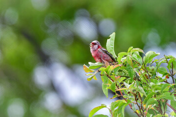 北海道の鳥　ベニマシコ