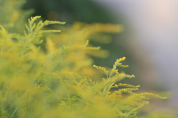 Buquets Ragweed bushes, Ambrosia artemisiifolia and Solidago, goldenrods in wooden boards....