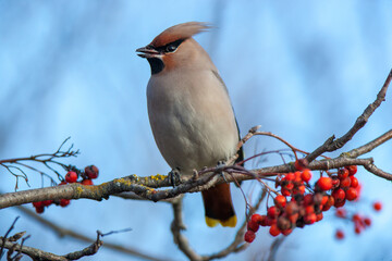Waxwing (Bombycilla garrulus)