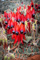 Sturt Desert Peas, growing wild in outback South Australia. Shallow depth of field, bright red and...