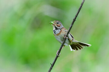 子育てをするホオアカ