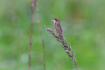 草原の鳥　マキノセンニュウ