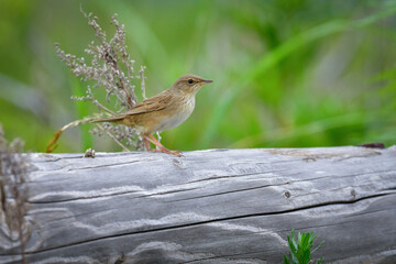 草原の鳥　マキノセンニュウ
