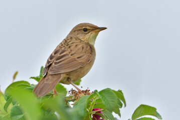 北海道の鳥　マキノセンニュウ
