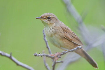 草原の鳥　マキノセンニュウ