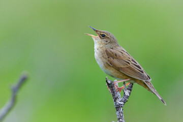 さえずるマキノセンニュウ