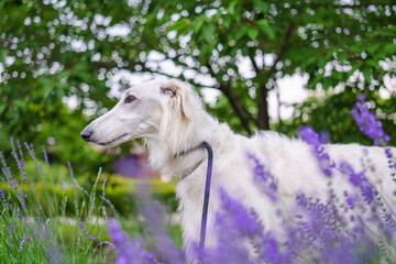 白い大型犬とラベンダー/ハーブガーデンのお散歩