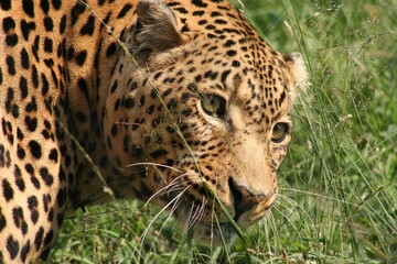 Leopard of Kruger National Park South Africa