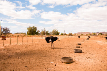 Fototapeta na wymiar Ostriches on the farm