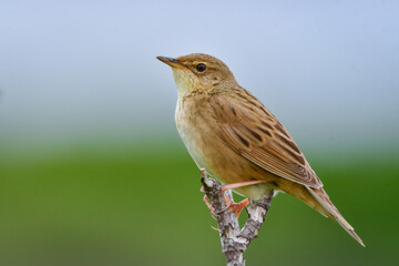 北海道の鳥　マキノセンニュウ