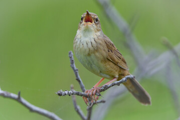 さえずるマキノセンニュウ