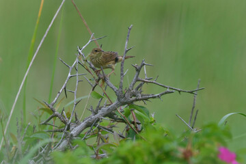 草原の鳥　マキノセンニュウ