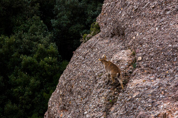 Fototapeta na wymiar Mountain goat in Montserrat mountain, Barcelona, Spain