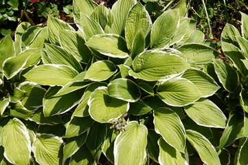 green leaves background