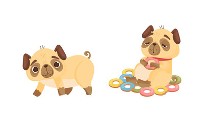 Cute Pug Dog Puppy Sitting with Stuffed Belly Among Doughnuts and Walking Vector Set