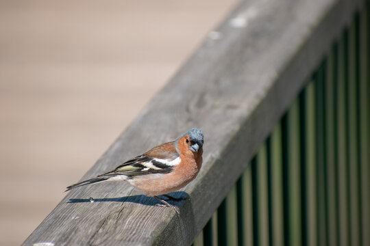Closeup of a common chaffinch on the wooden fence.