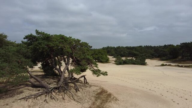 Shifting sands landscape Soesterduinen in the Netherlands, Aerial