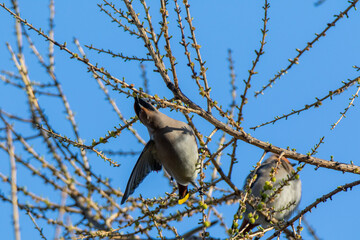Waxwing (Bombycilla garrulus)