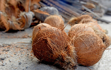 Old coconut in brown color lay on the floor
