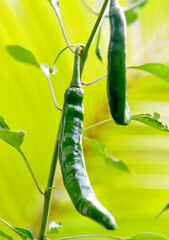 Cherry tomatoes in green and yellow color with bokeh background