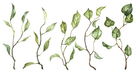 Set of watercolor hand painted green leaves on branches. Clip art isolated on white background. Realistic detailed botanical illustrations. Green plants collection © Daria Doroshchuk