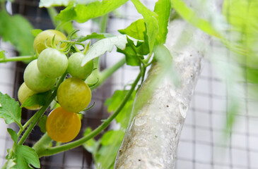 Fototapeta premium Cherry tomatoes in green and yellow color with bokeh background