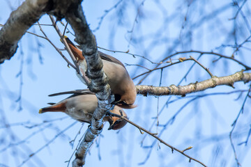 Waxwing (Bombycilla garrulus)